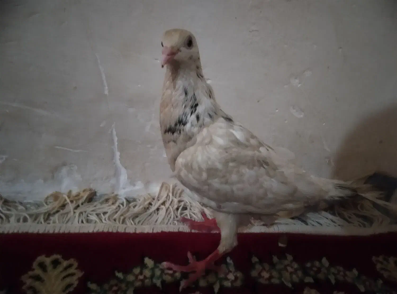 200|پرنده|بجنورد, |دیوار