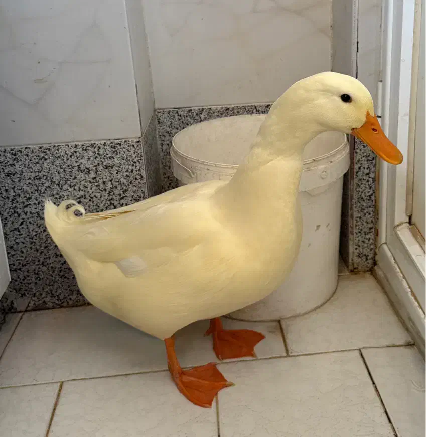 اردک نر|حیوانات مزرعه|قم, بنیاد|دیوار