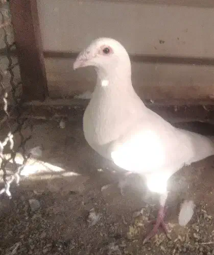 کبوتر|پرنده|بیرجند, |دیوار