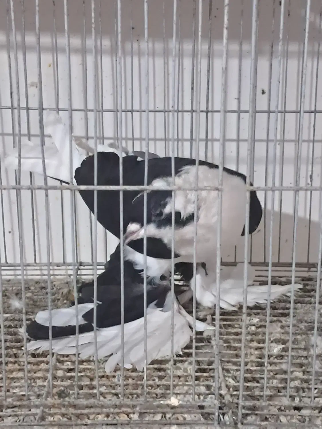 کبوتر|پرنده|تبریز, |دیوار