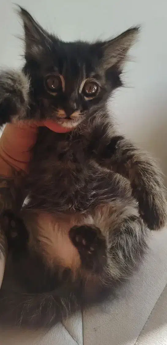 بچه بریتیش|گربه|ساری, |دیوار