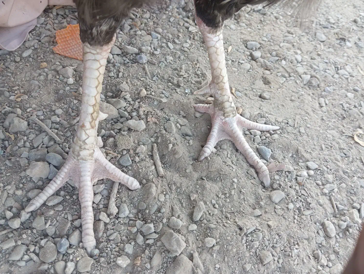 خروس جاوا اصیل|حیوانات مزرعه|ایرانشهر, |دیوار