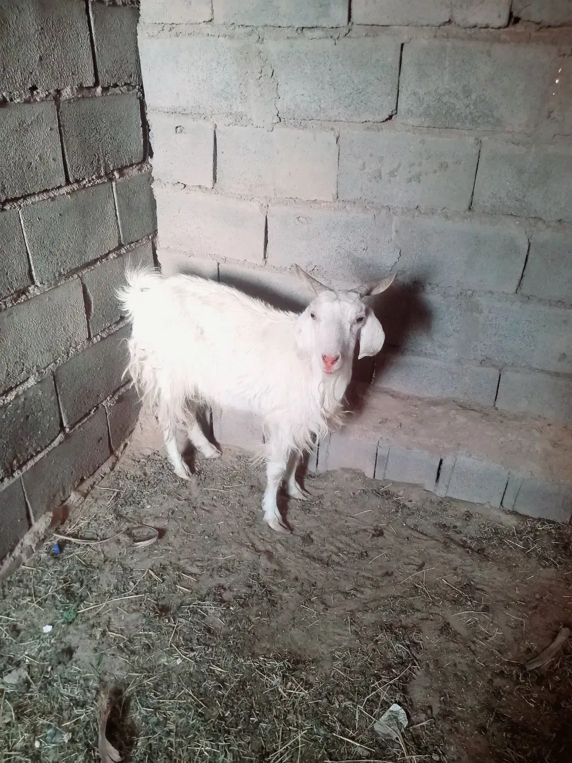 گوسفند|حیوانات مزرعه|بم, |دیوار