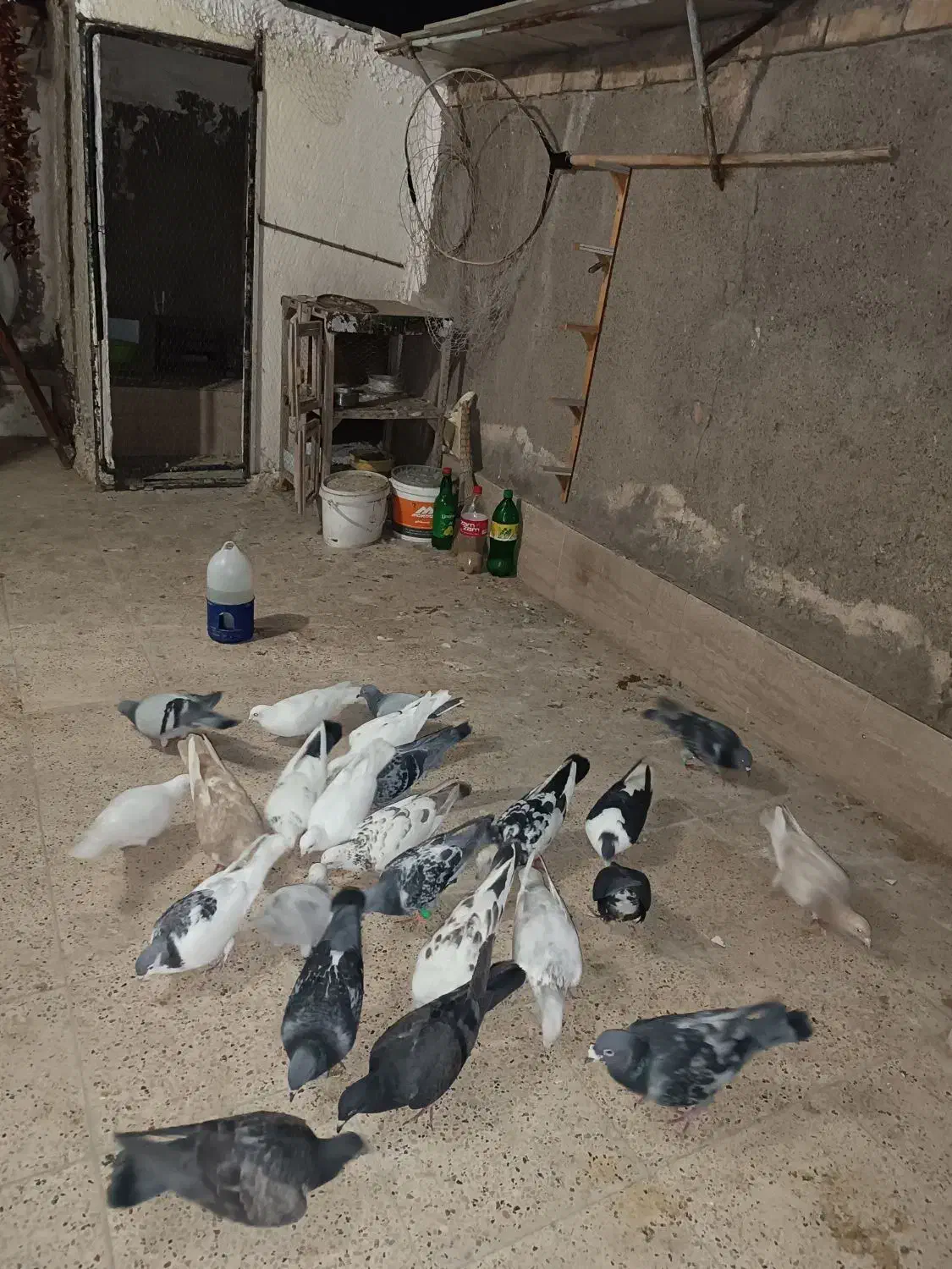 ساده سیاه جوجه داره گم شده|حیوانات|مشهد, نوید|دیوار