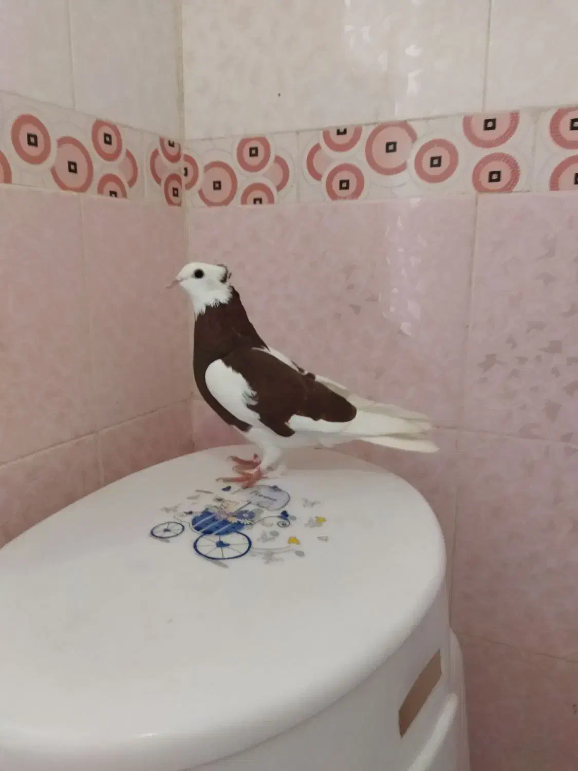 دوتا کفتر|پرنده|شیراز, کوشک میدان|دیوار