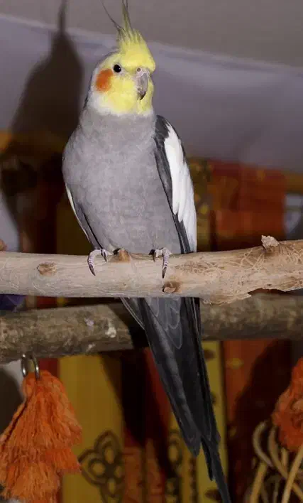 تورو قرآن پیدا کردید خبر بدید|حیوانات|دامغان, |دیوار