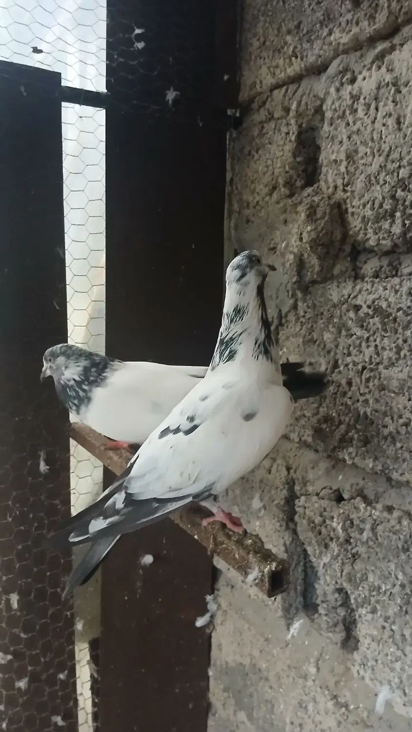 کبوتر نر و ماده|پرنده|لاهیجان, آهندان|دیوار