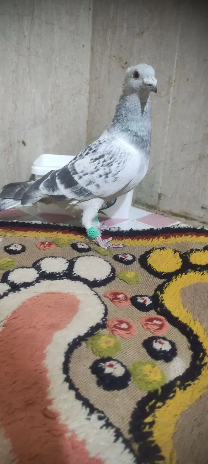 یک عدنرکفتر|پرنده|قائن, |دیوار