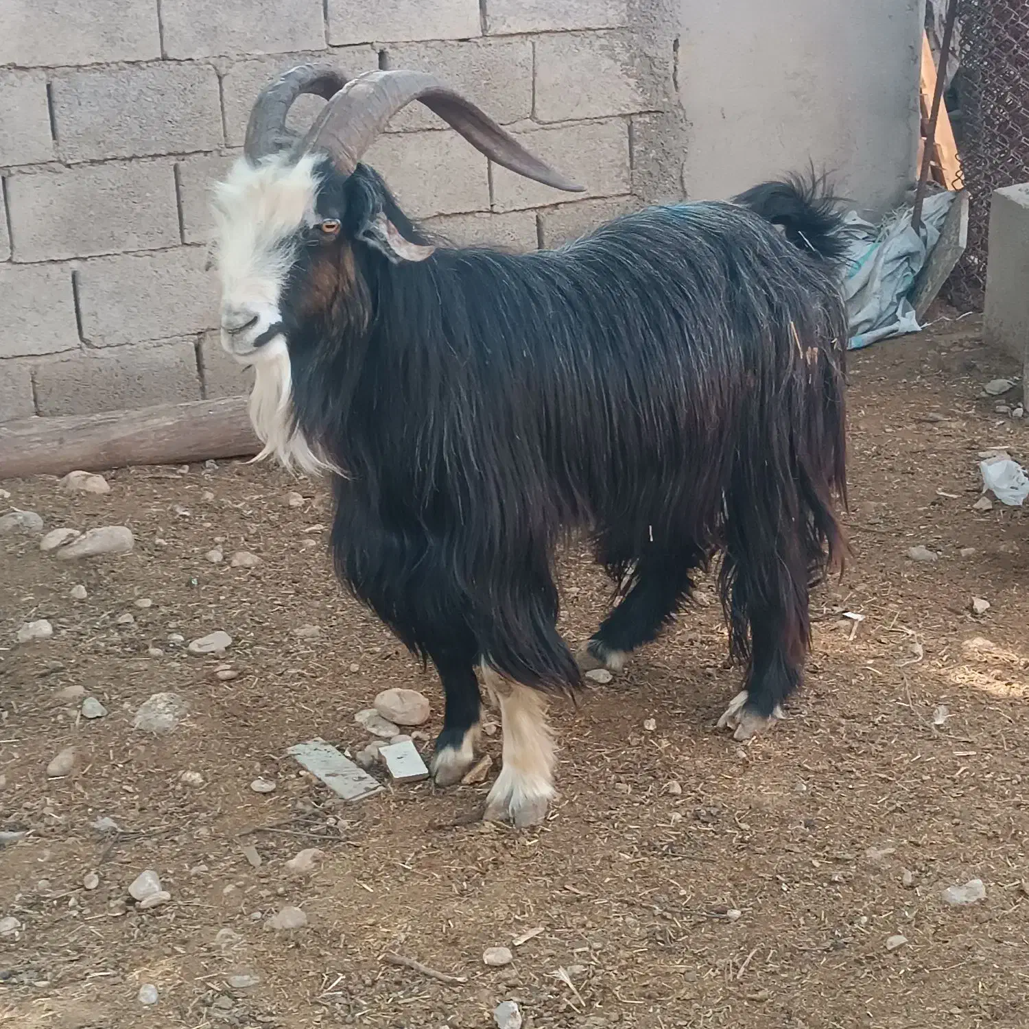 نربز|حیوانات مزرعه|شوشتر, |دیوار