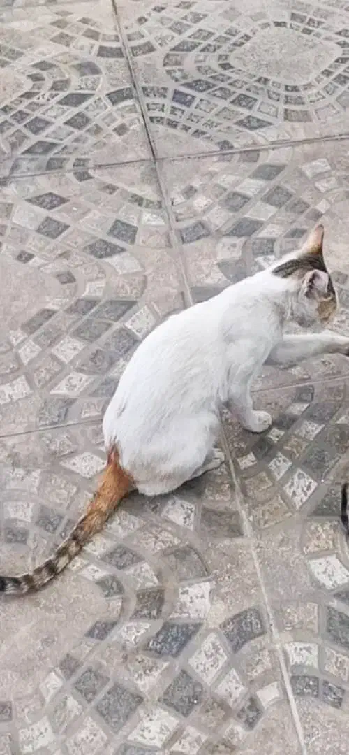 گربه گمشده  ۴ ملیون مژدگانی|حیوانات|دزفول, |دیوار