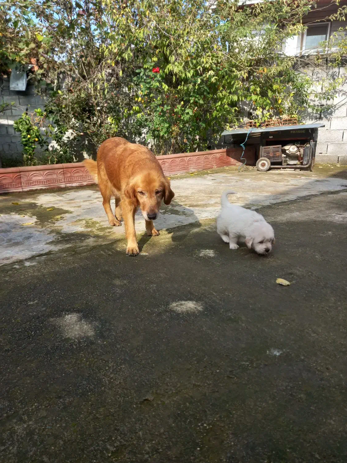 گلدن ماده|سگ|ساری, |دیوار