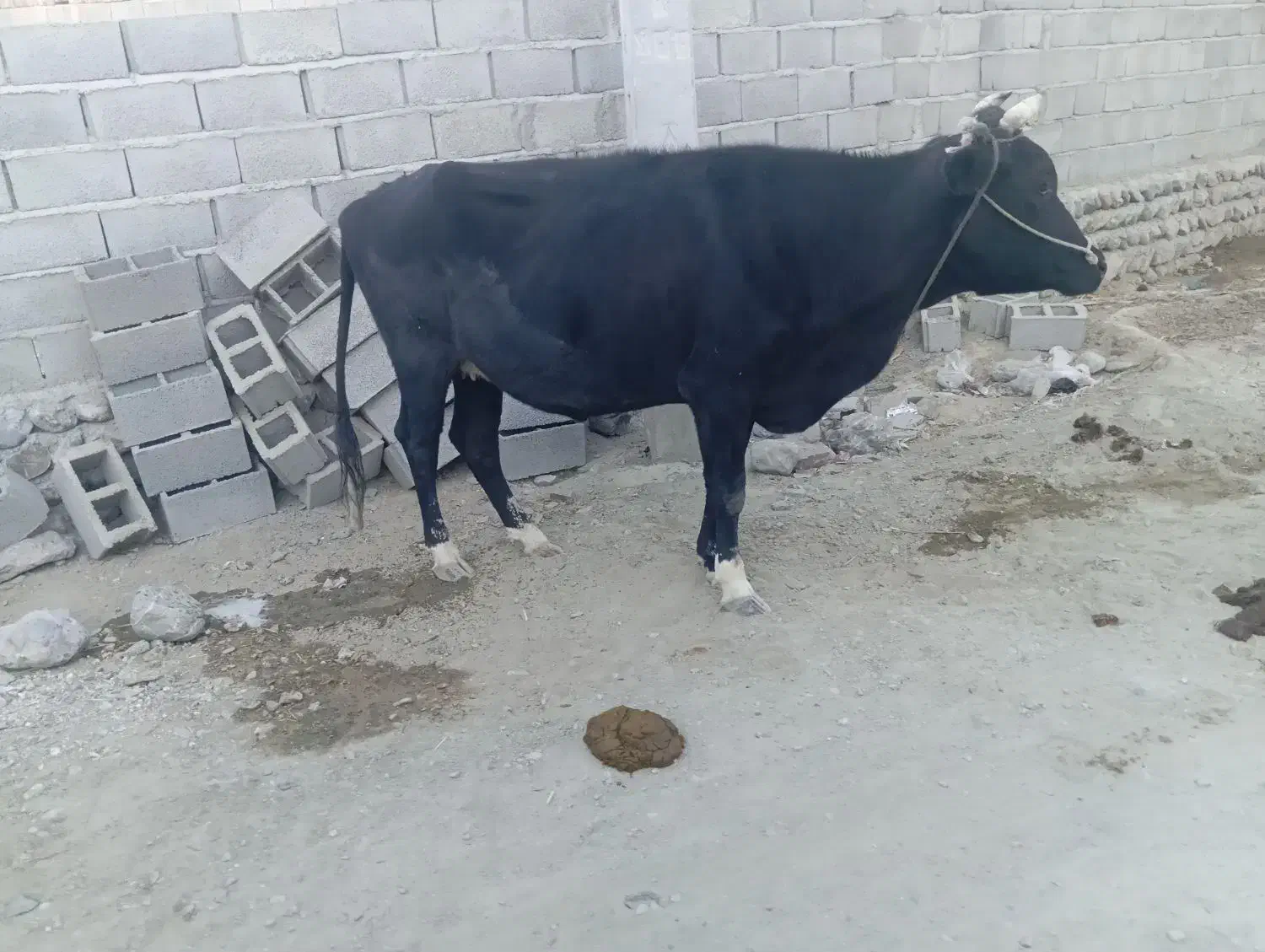 گاو هیکلی خارجی شیری فروش فوری|حیوانات مزرعه|دامن, |دیوار