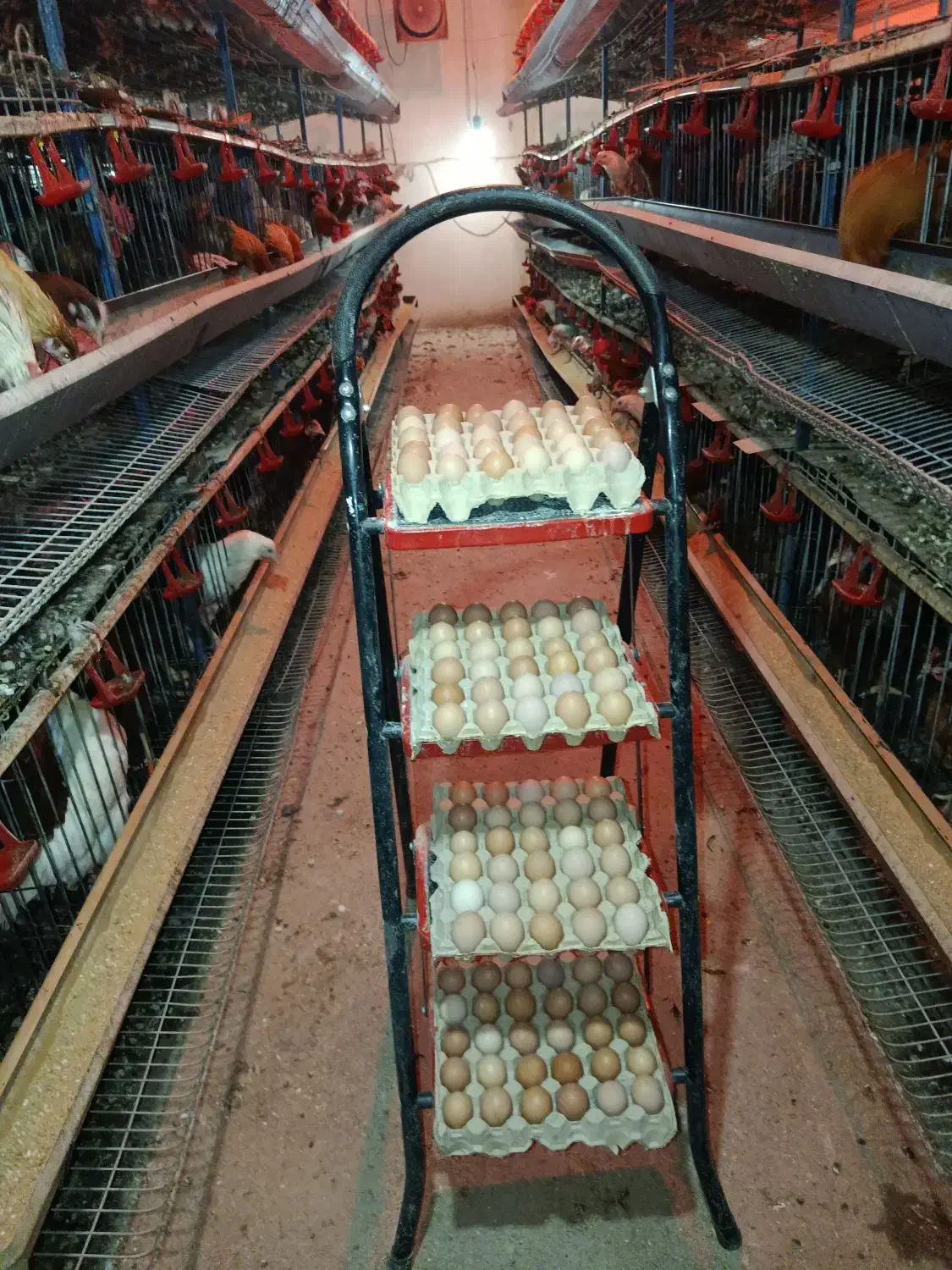 تخم مرغ محلی|خوردنی و آشامیدنی|کرج, حصارک پایین|دیوار