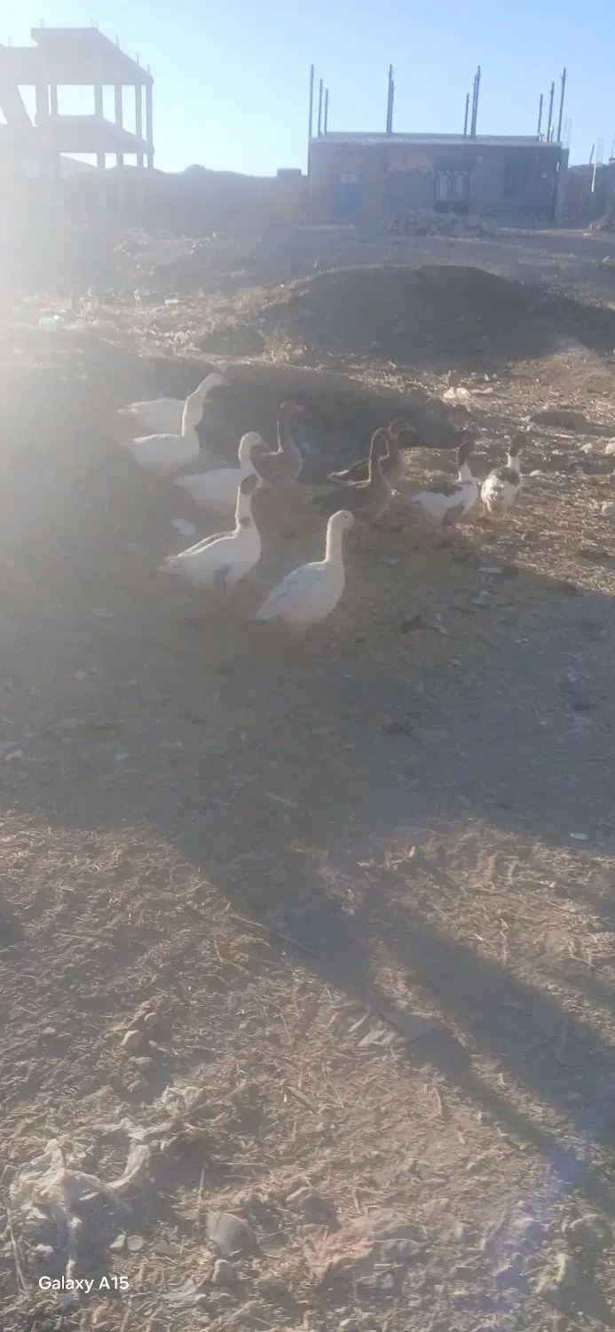 قاز|حیوانات مزرعه|وراوی, |دیوار