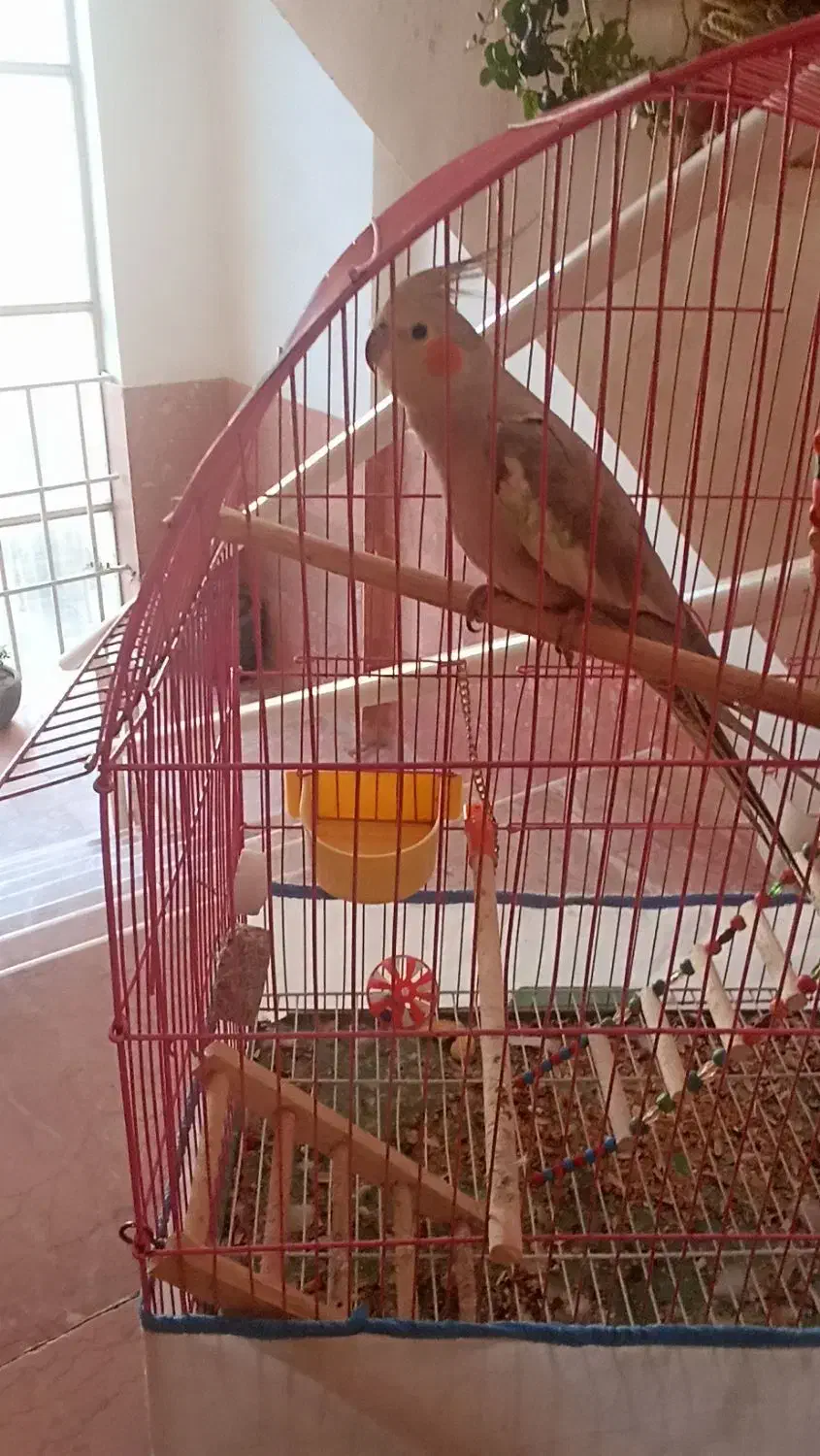 عروس هلندی اهلی آرام تربیت شده|پرنده|قروه, |دیوار