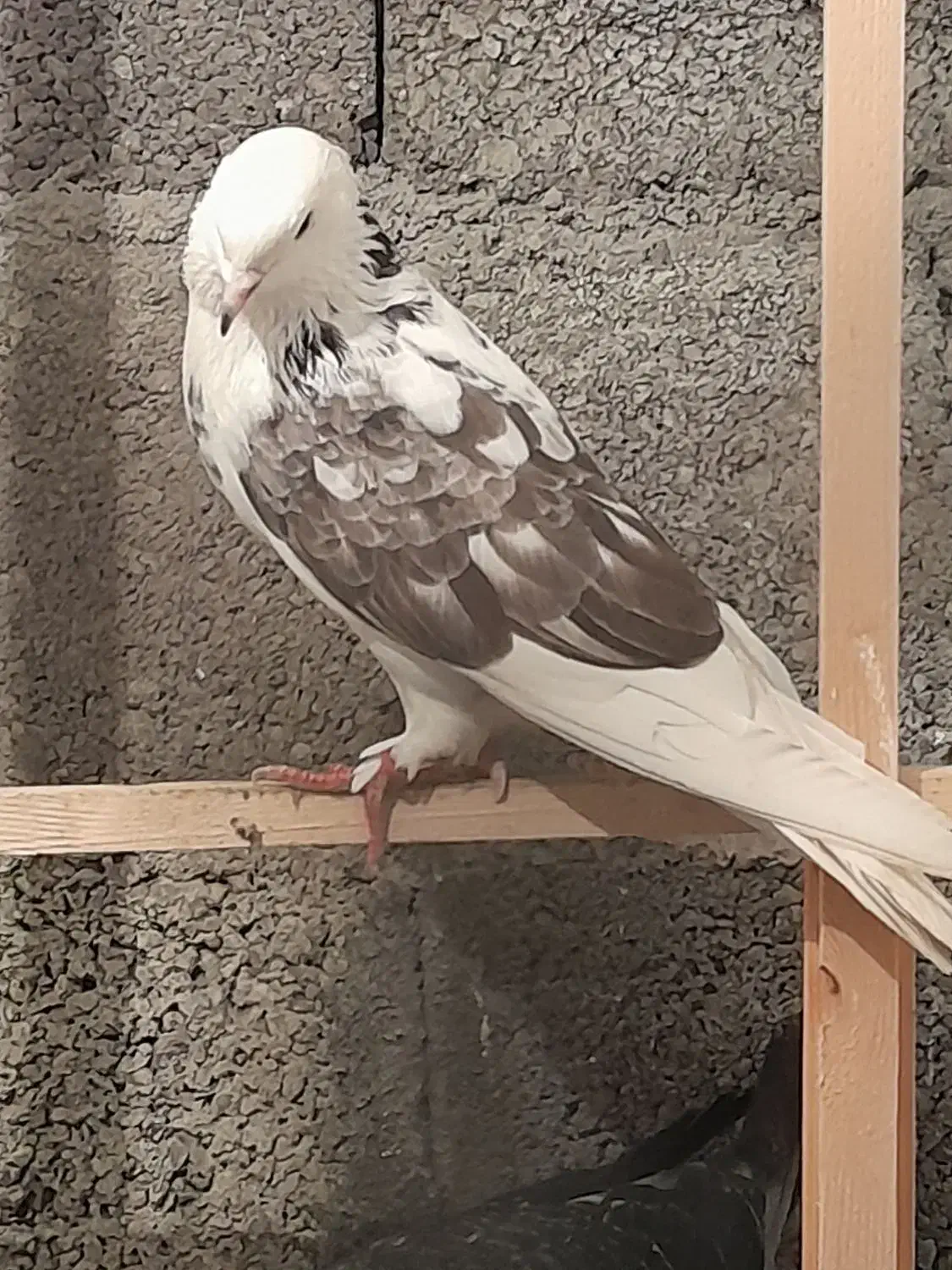 کبوتر پرشی|پرنده|بندر انزلی, خوش پیک|دیوار