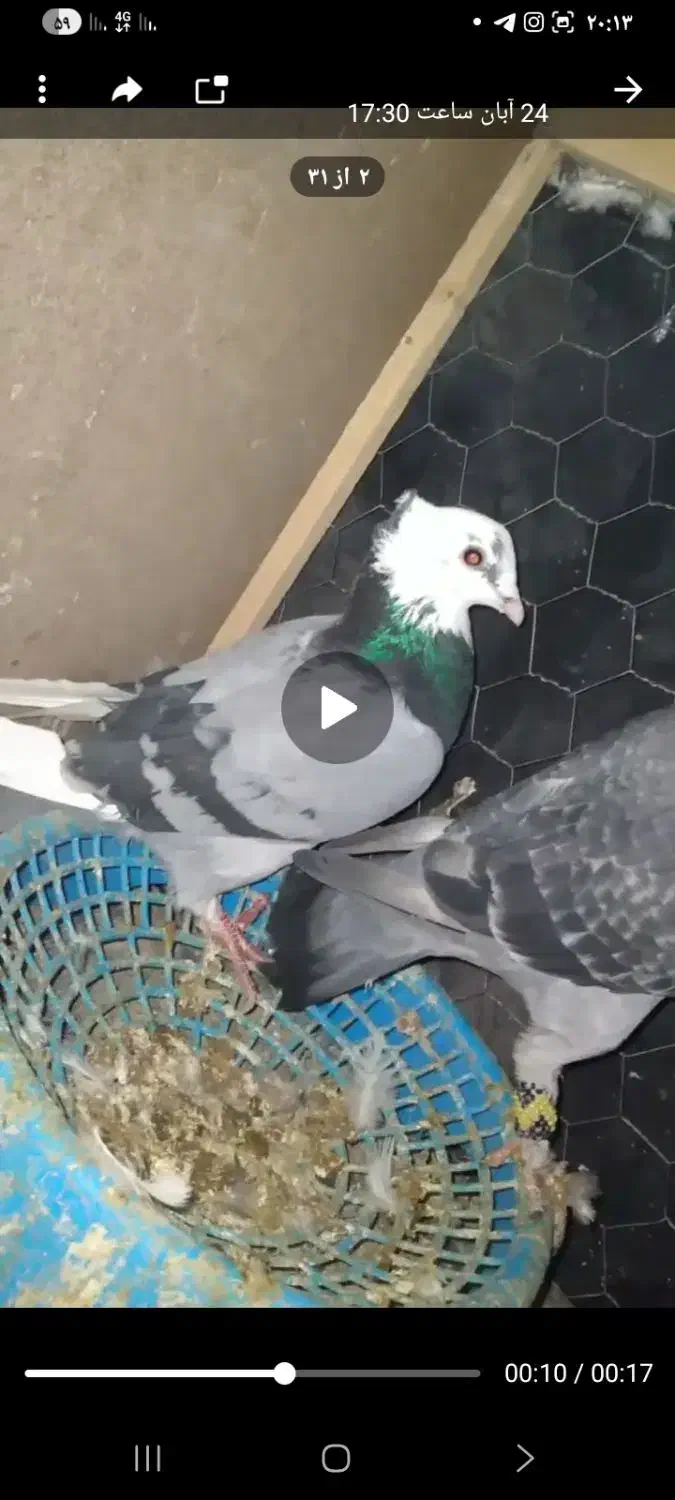 کفتر دوزدیده شده|حیوانات|قائن, |دیوار