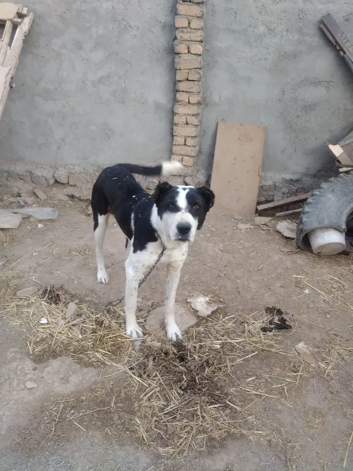 سگ یک سال گوسفندی|سگ|قوچان, |دیوار