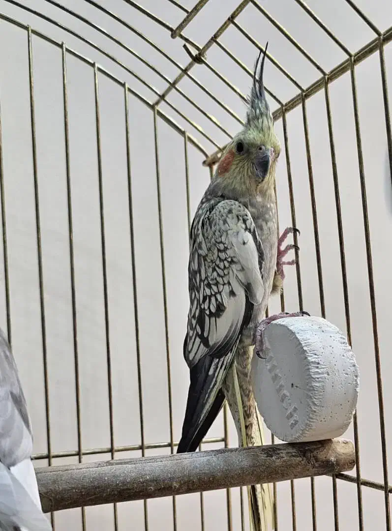 ۴ عدد عروس هلندی بفروش میرسد|پرنده|تهران, فرزانه|دیوار