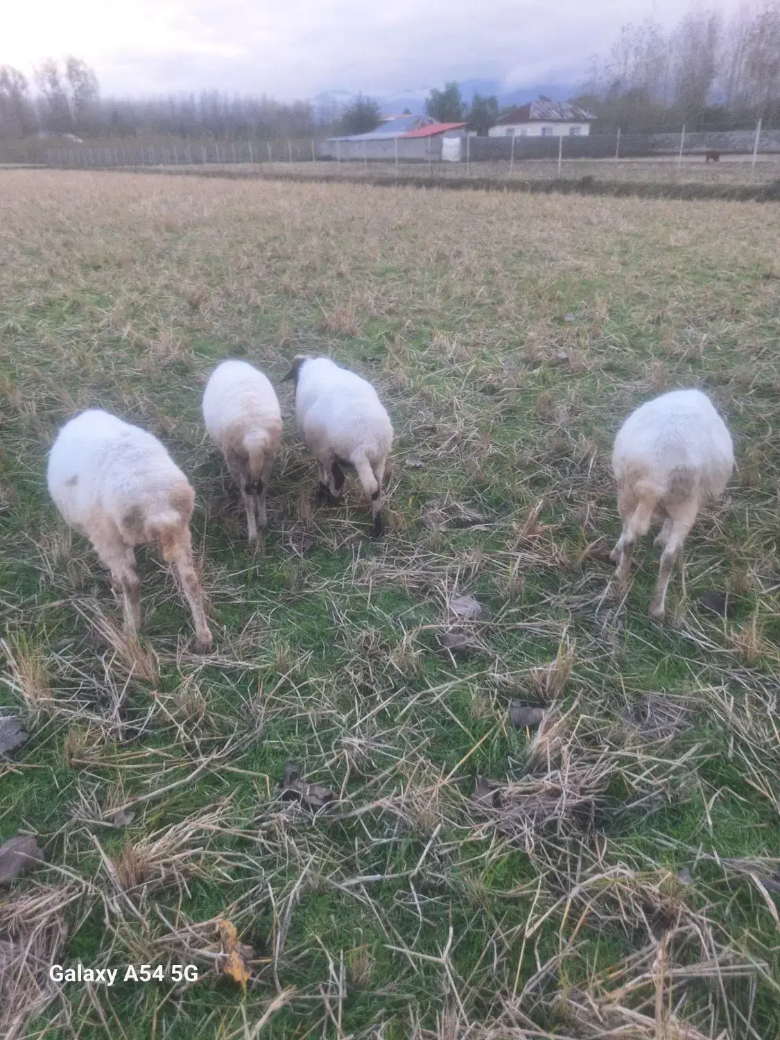 فروش انواع گوسفند حامله و قصابی|حیوانات مزرعه|ضیابر, |دیوار