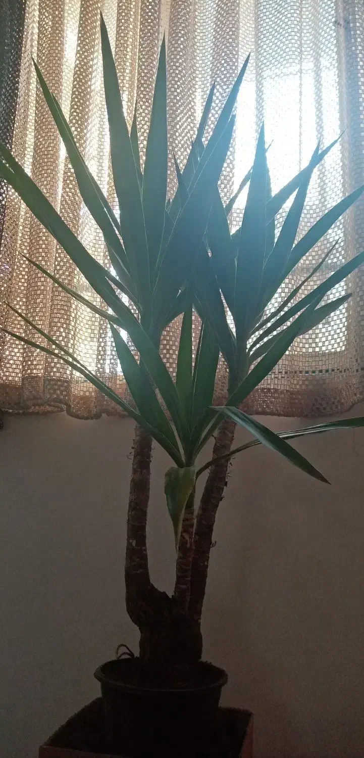 گل توکا معاوضه با آینه|گل و گیاه طبیعی|مشهد, رده|دیوار