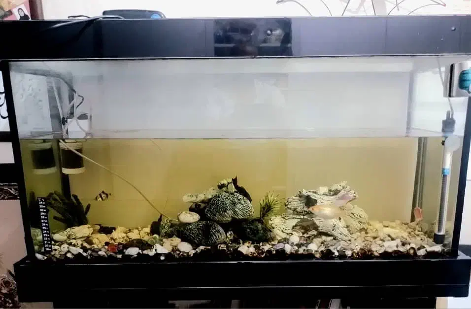 آکواریم|ماهی|اندیشه, اندیشه فاز ۱|دیوار