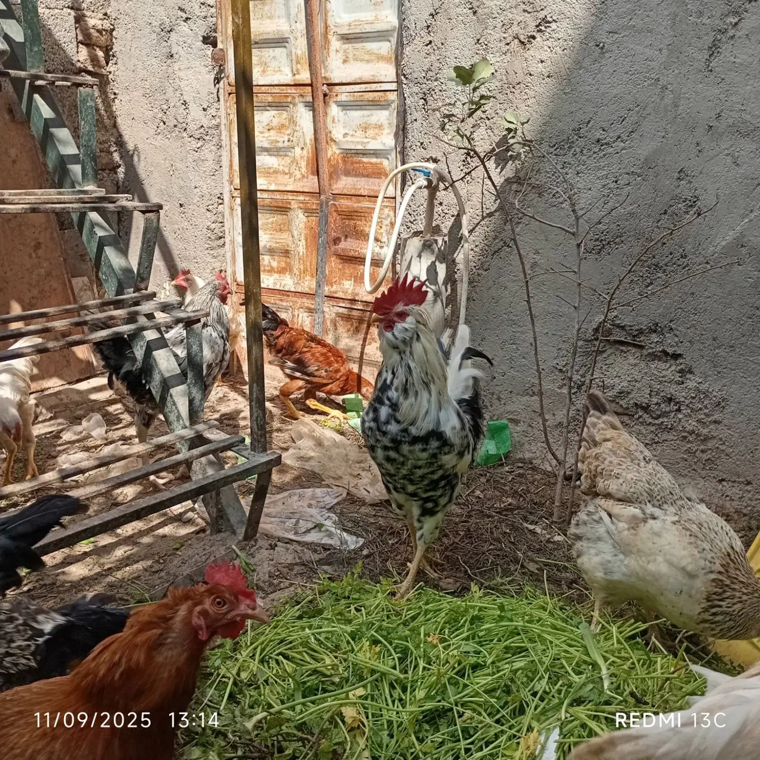 خروس و نیمچه خروس|حیوانات مزرعه|اردبیل, |دیوار