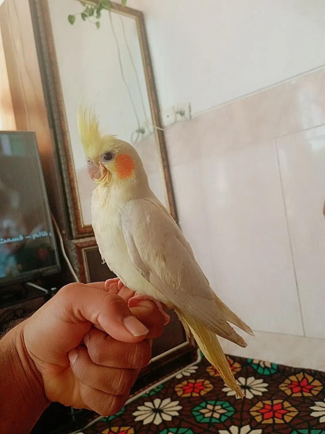 عروس هلندی جوجه|پرنده|یزد, |دیوار