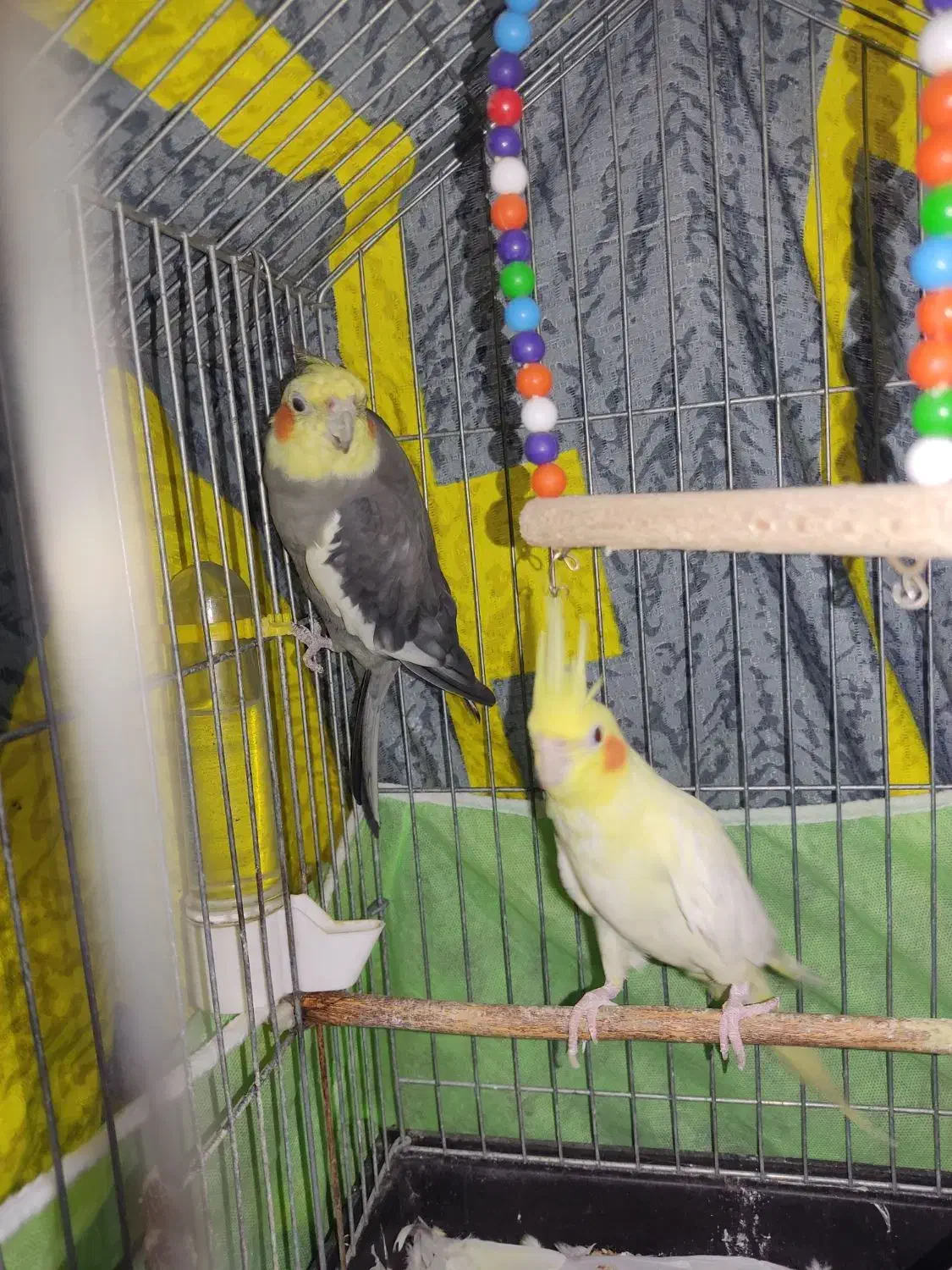 یک جفت عروس هلندی نر و ماده بالغ|پرنده|قائمشهر, |دیوار