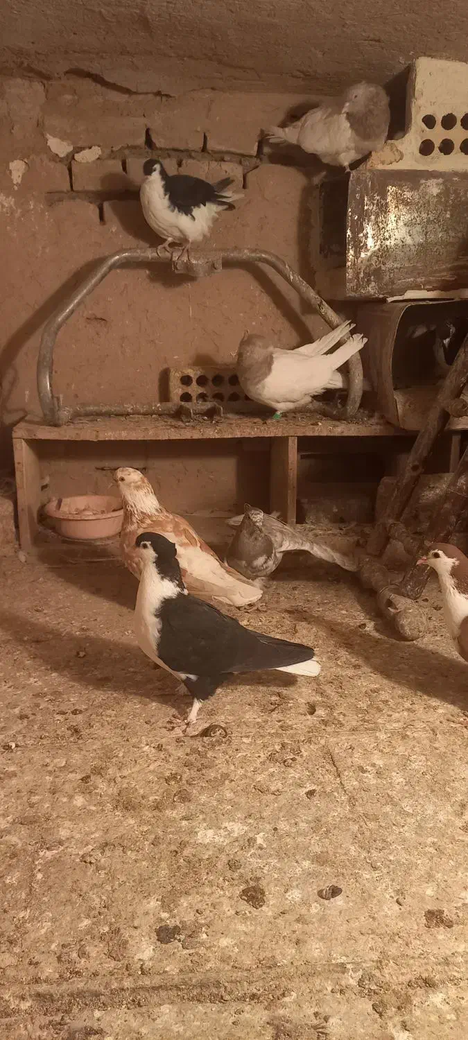 همه باهم به فروش میرسد به شرط|پرنده|تربت‌حیدریه, مسجد جامع|دیوار