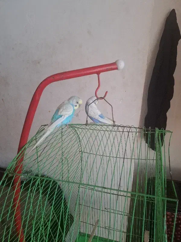 فروش مرغ عشق|پرنده|قائمشهر, |دیوار