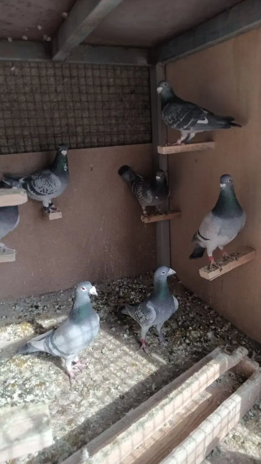 کبوتر فروشی|پرنده|کهریزک, |دیوار