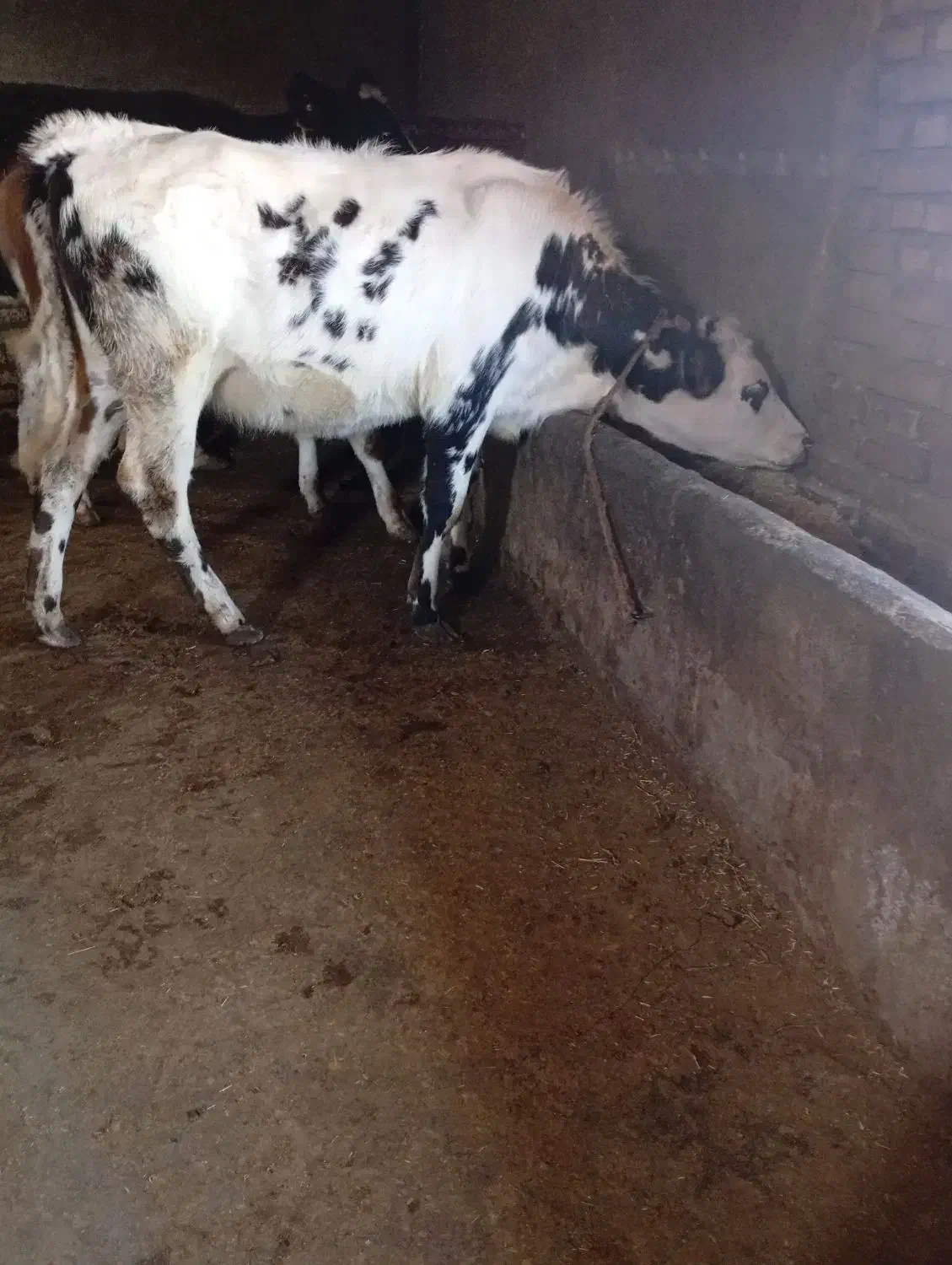 گوساله سیمیتال|حیوانات مزرعه|خاروانا, |دیوار