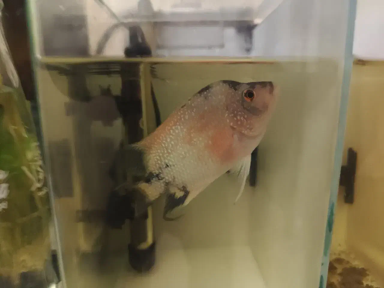 دو تا ماهی فلاور رایگان|ماهی|تبریز, |دیوار