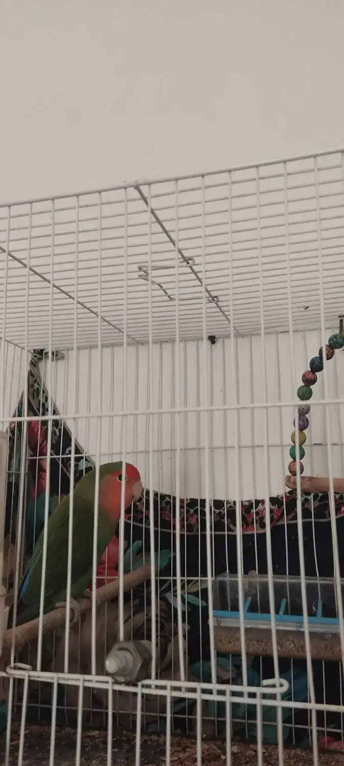 دو عدد کوتوله|پرنده|صادق آباد, |دیوار