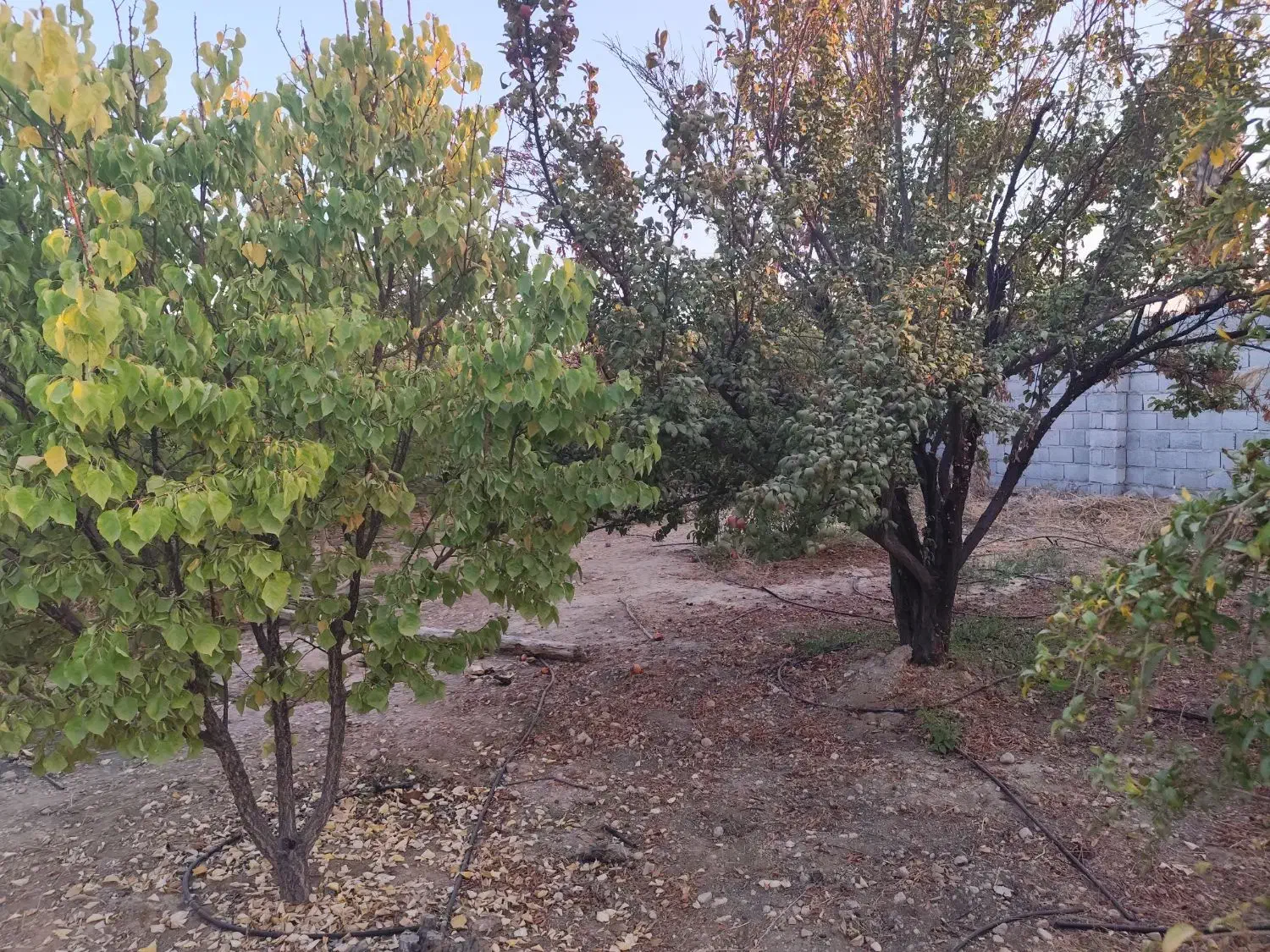 فروش باغ شهری جنت شهر وصل اسفالت|فروش زمین و ملک کلنگی|جنت, |دیوار