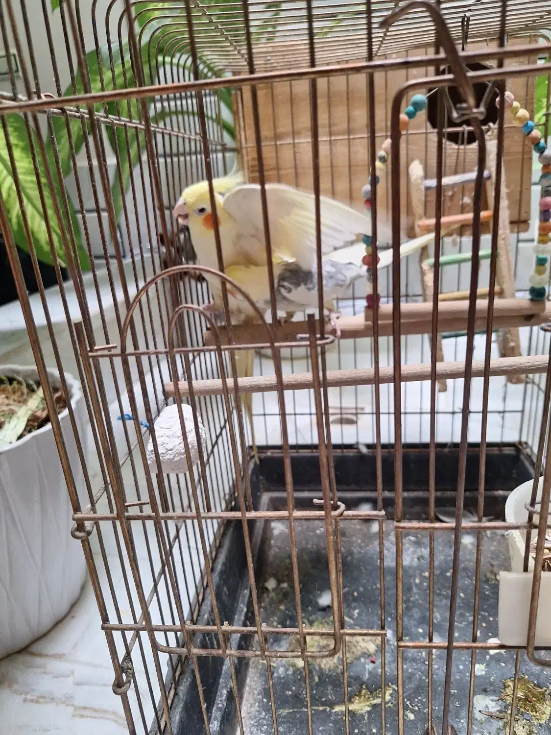 عروسی هلندی|پرنده|پیشوا, |دیوار