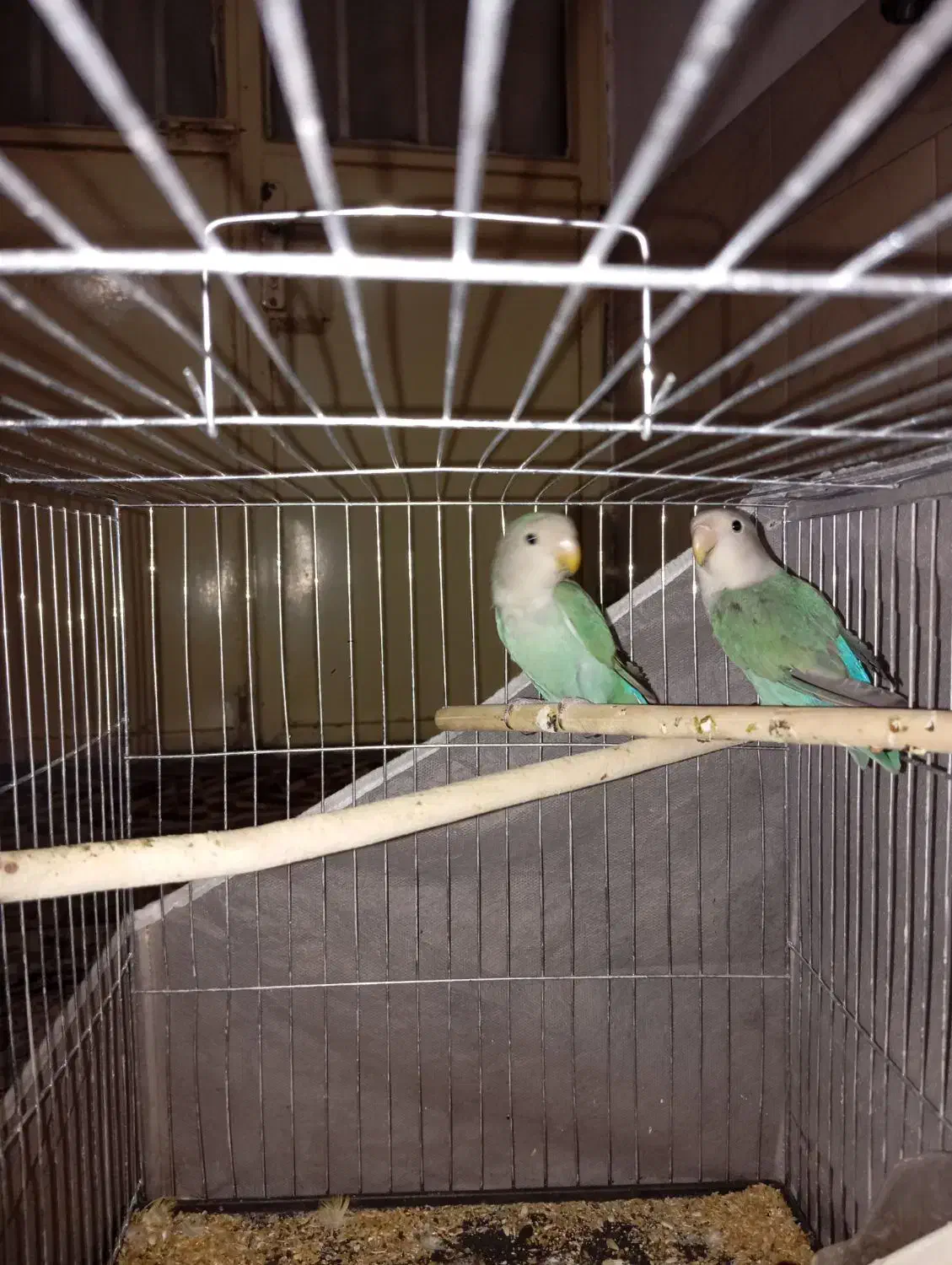 کوتوله|پرنده|بیرجند, |دیوار