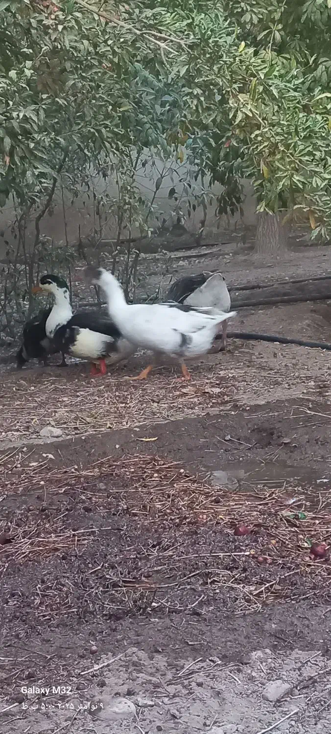 قاز اردک خروس|حیوانات مزرعه|پاکدشت, پاکدشت (مامازند)|دیوار