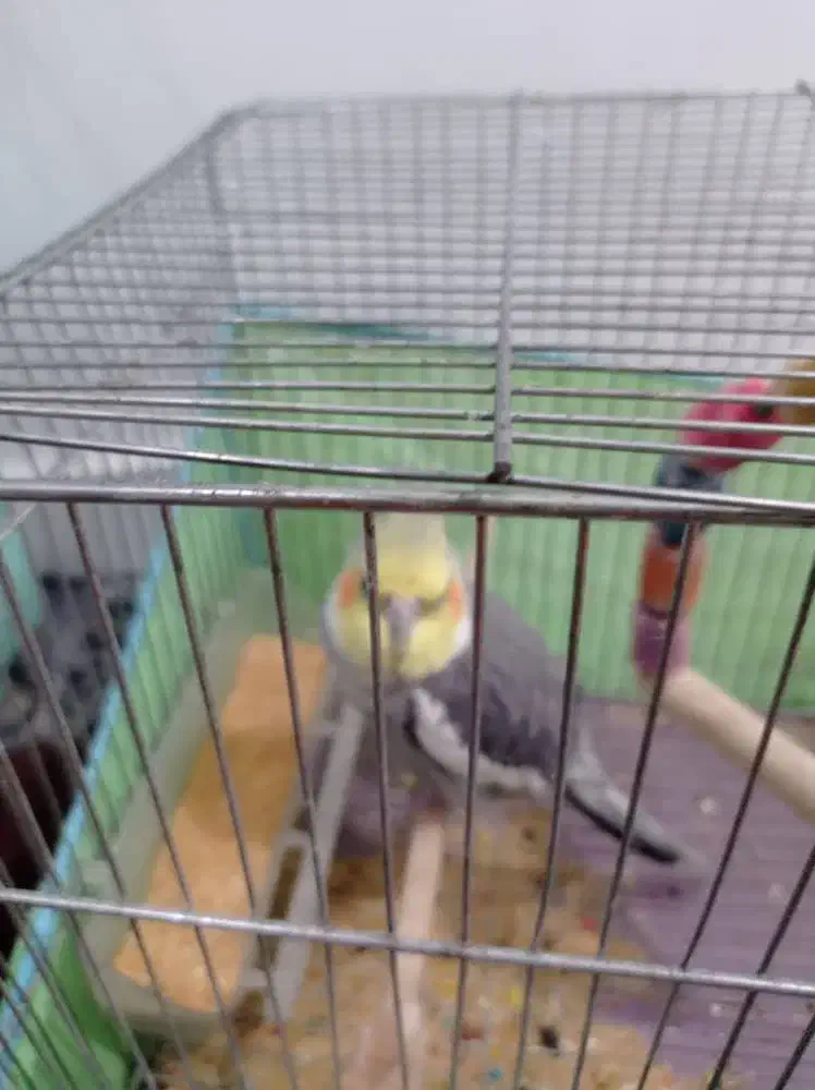 دوتا عروس هلندی جفت ویکی تکی بفروش میرسند|پرنده|اهواز, کوی سعدی|دیوار