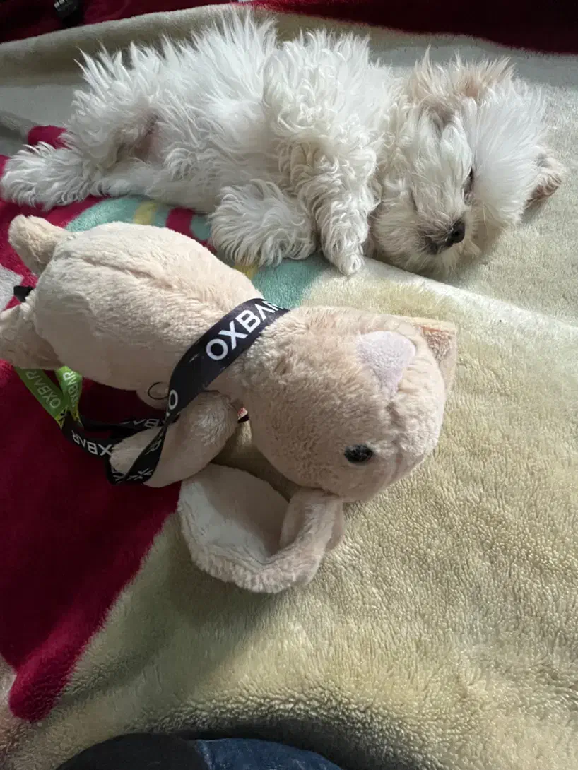 مالتیپو|سگ|تهران, فلسطین (میدان انقلاب)|دیوار