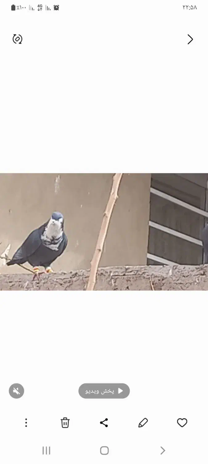 سیاه رسمی|حیوانات|کرمان, |دیوار