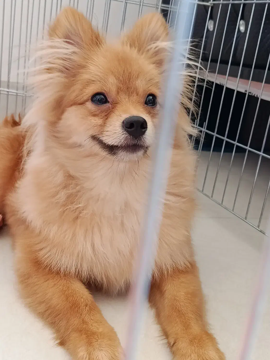 سگ پامرانین|سگ|دورود, |دیوار