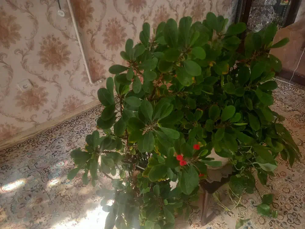 گل پتوس و تاج خروس|گل و گیاه طبیعی|تهران, شهرک زینبیه|دیوار