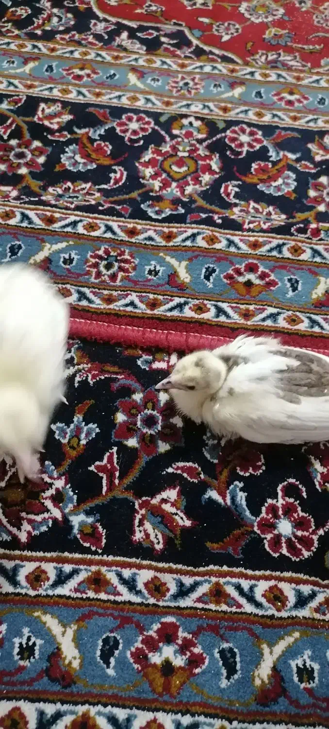 فروش طاووس های بالغ دوعدد جوجه طاووس|پرنده|گرگان, |دیوار