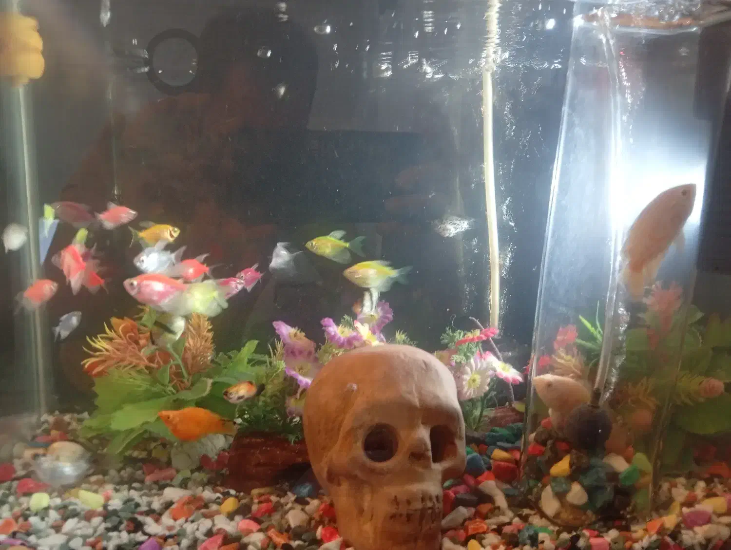 کل ماهی با اکواریوم فروشی|ماهی|وردشت, |دیوار