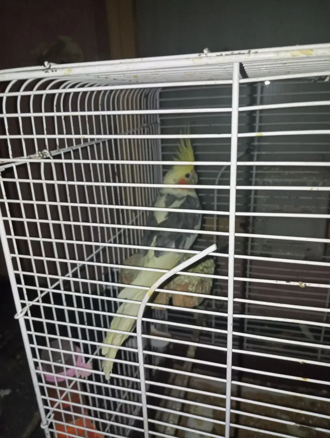 عروس هلندی|پرنده|ایرانشهر, |دیوار