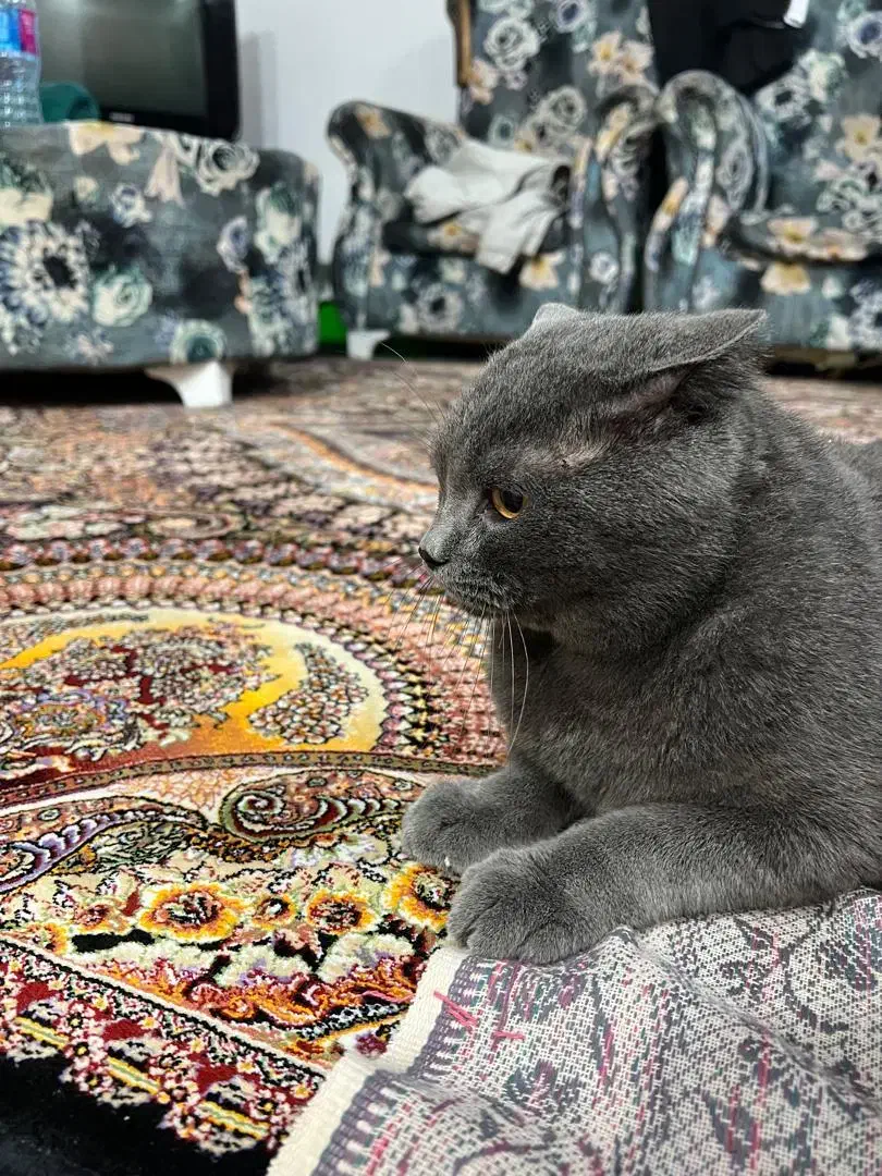 گربه بریتیش|گربه|محمودآباد, |دیوار