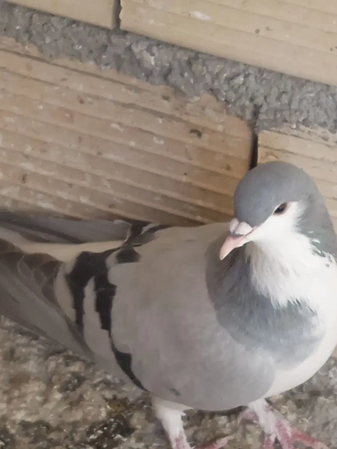 طلای،خوب خوشرنگ دوتانهصد|بدلیجات|تاکستان, |دیوار