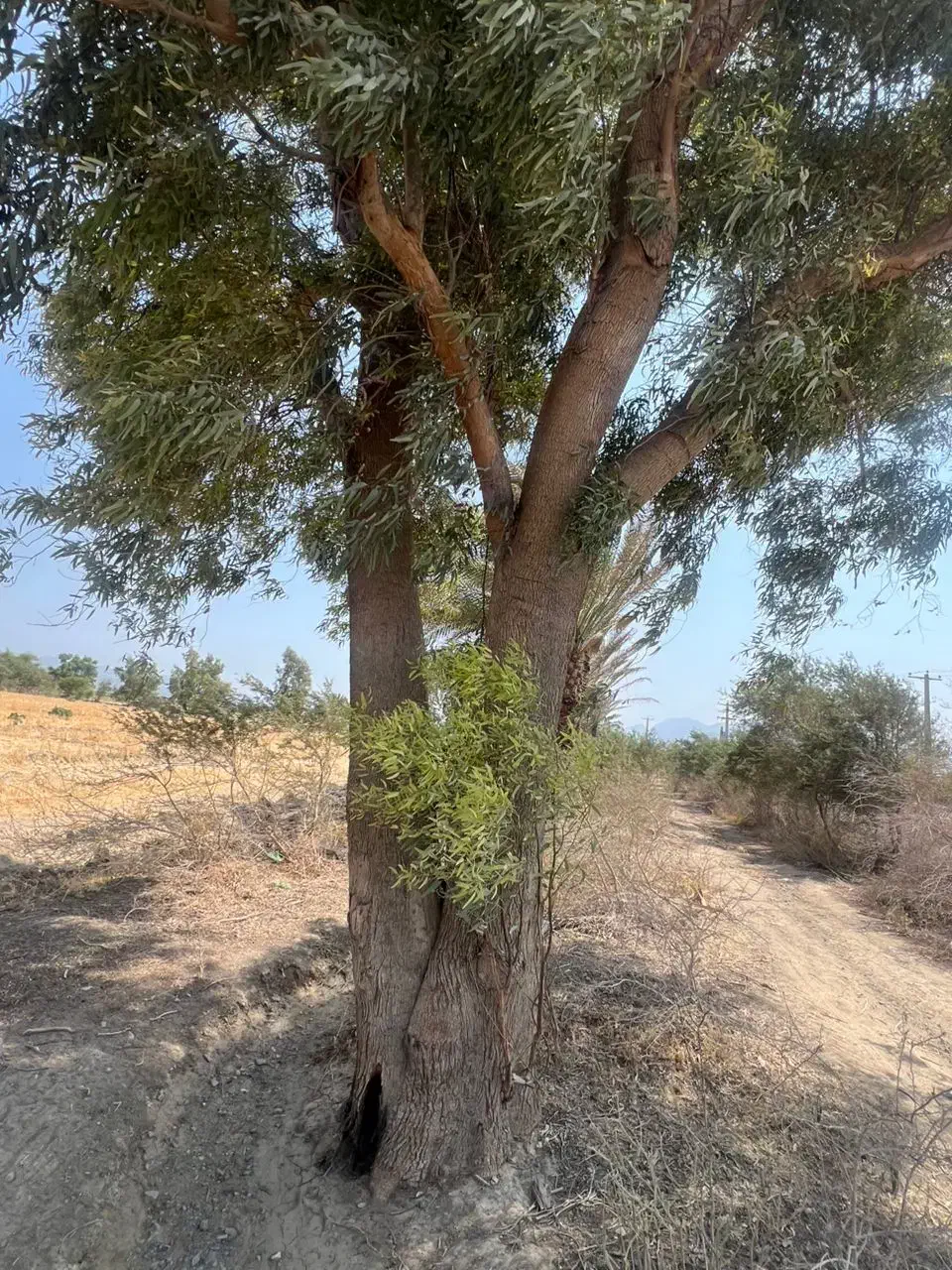 خریدانواع چوب|خدمات باغبانی و درختکاری|جیرفت, |دیوار